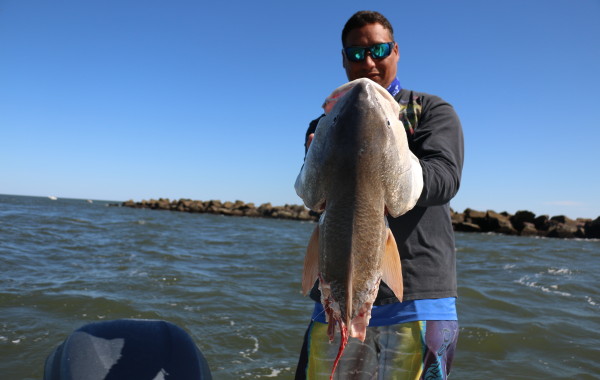 What a 50+ inch Bull looks like after a Black Tip Shark