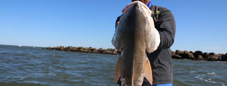 What a 50+ inch Bull looks like after a Black Tip Shark