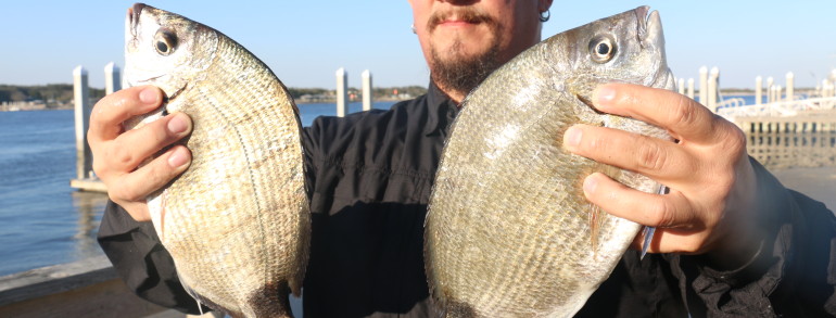 Timmy with a pair of monster Ring Tails