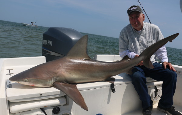 A large Sandbar Shark