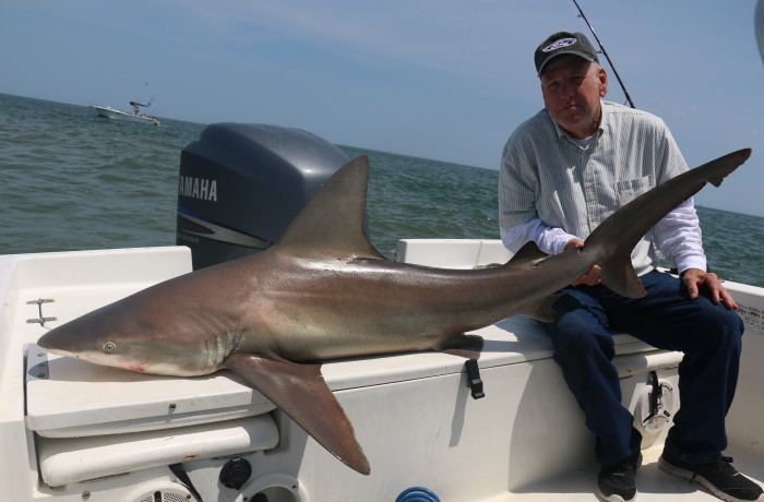 A large Sandbar Shark