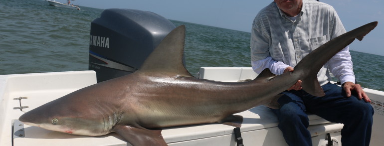 A large Sandbar Shark