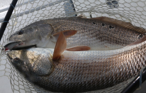 Double trouble on Rapala XRaps