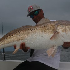 46 inch Redzilla