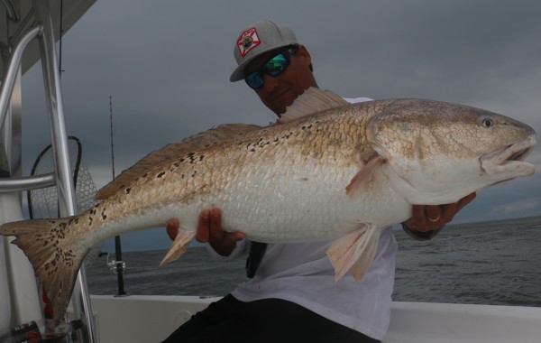46 inch Redzilla