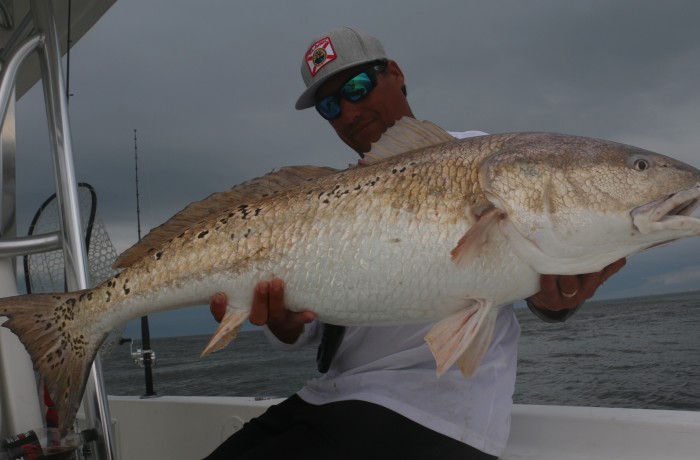 46 inch Redzilla
