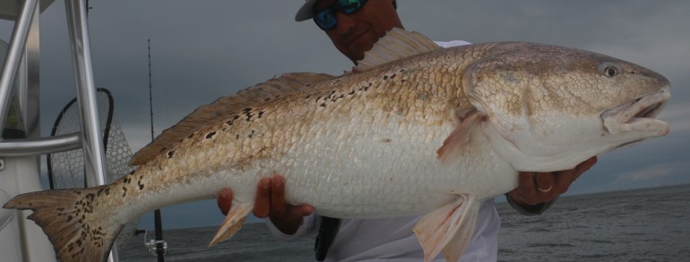 46 inch Redzilla