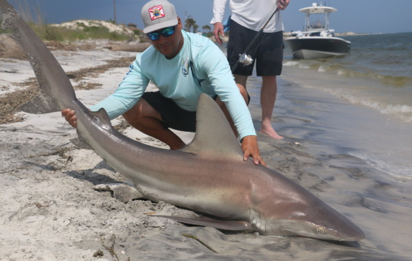 7 foot Sandbar Shark on the sand