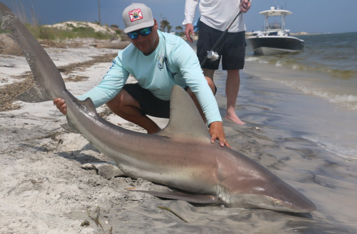 7 foot Sandbar Shark on the sand
