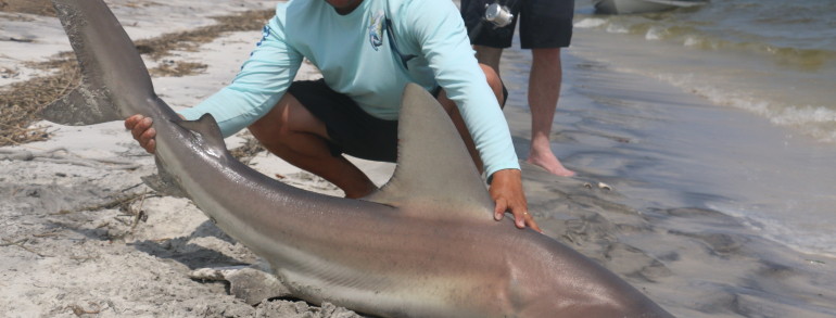7 foot Sandbar Shark on the sand