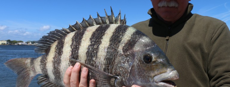 Another moster 10 pound Sheepshead