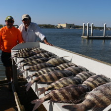 A mess of monster Sheepshead