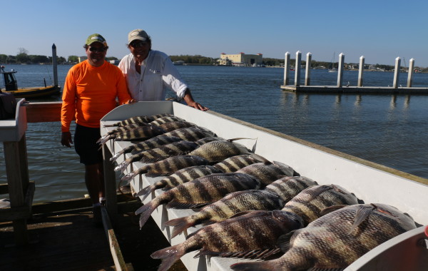A mess of monster Sheepshead