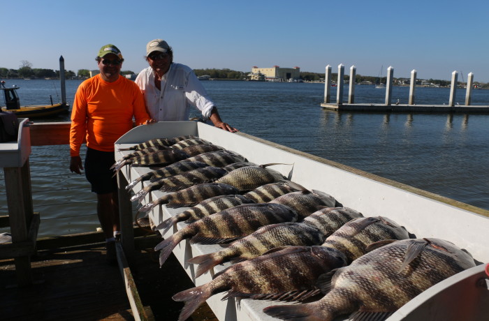 A mess of monster Sheepshead