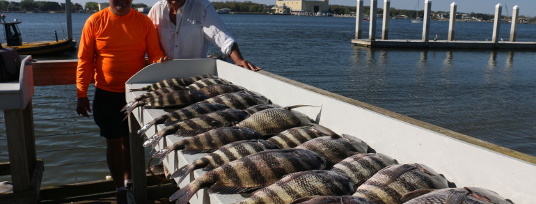 A mess of monster Sheepshead