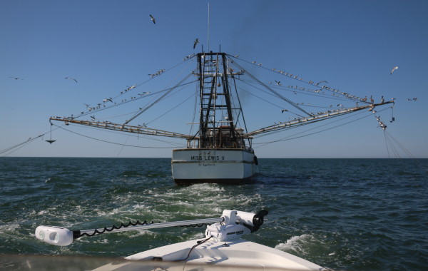 Stalking the Shrimp boats for toothy critters