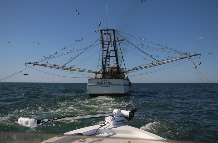 Stalking the Shrimp boats for toothy critters