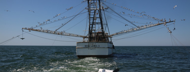 Stalking the Shrimp boats for toothy critters