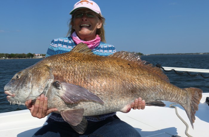 Giant river Black Drum