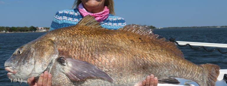 Giant river Black Drum