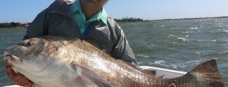 Big ole black Drum