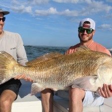 80 pound Black Drum