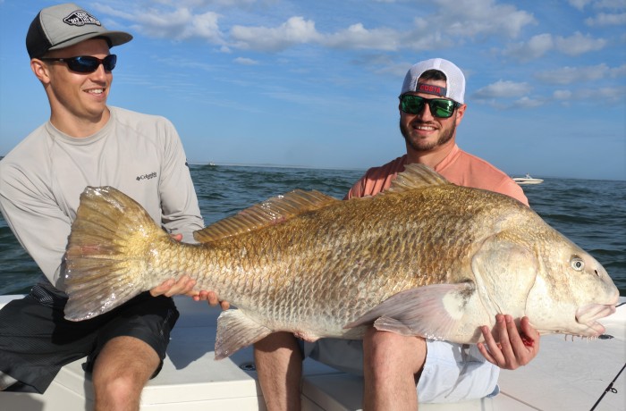 80 pound Black Drum