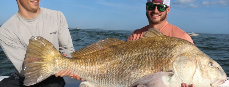 80 pound Black Drum