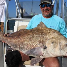 75 pound Black Drum