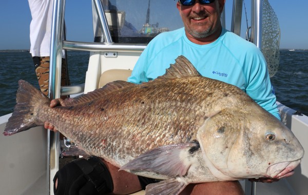 75 pound Black Drum
