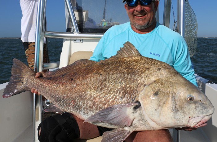 75 pound Black Drum