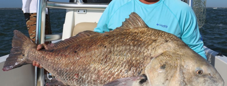 75 pound Black Drum