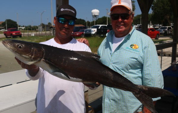 This ones a gem. Bill caught this Cobia last year while while we were filming a Bull Red show in the St. Johns. Very rare…