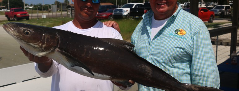 This ones a gem. Bill caught this Cobia last year while while we were filming a Bull Red show in the St. Johns. Very rare…