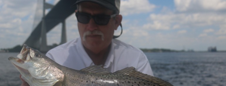 Solid Gator Trout