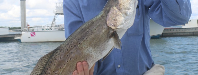 Late April Gator Trout, Mango Snappers, Reds and Spanish