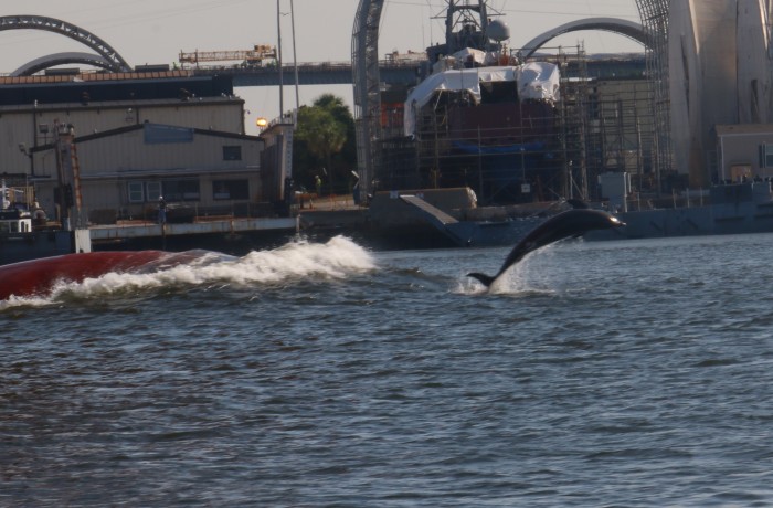 A Dolphin riding the bow wake of a cargo ship
