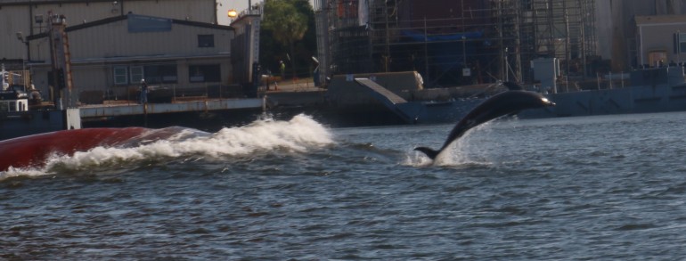 A Dolphin riding the bow wake of a cargo ship