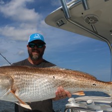 A truly giant Bull Red