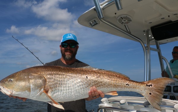 A truly giant Bull Red