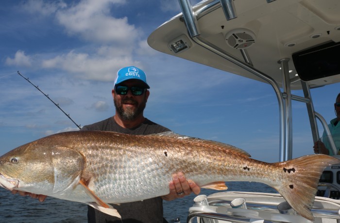 A truly giant Bull Red