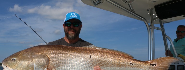 A truly giant Bull Red