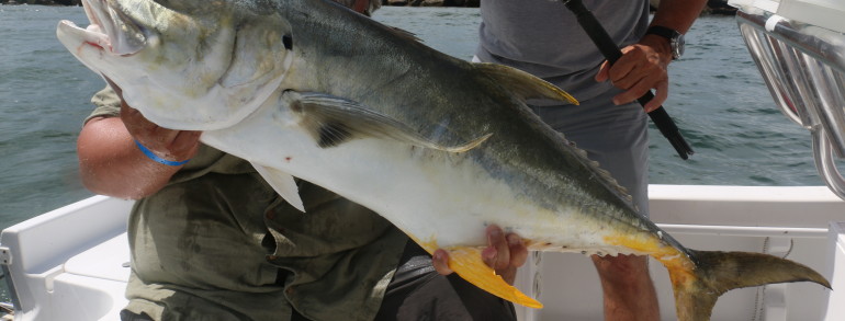 A giant Jack Crevalle in Mayport Inlet