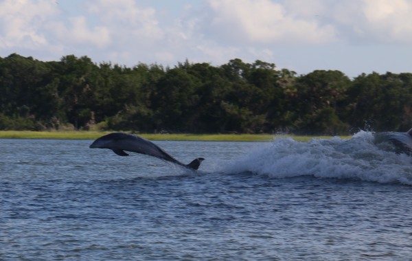 A Dolphin playing in the bow wake of a cargo ship