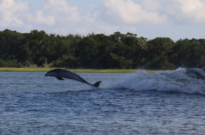 A Dolphin playing in the bow wake of a cargo ship