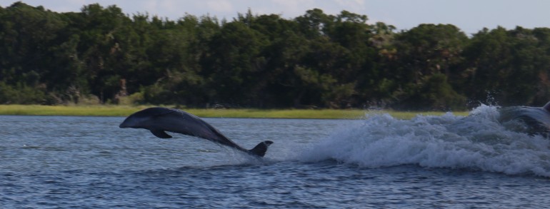 A Dolphin playing in the bow wake of a cargo ship