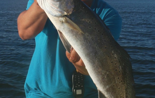 29.5 inch Gator Trout