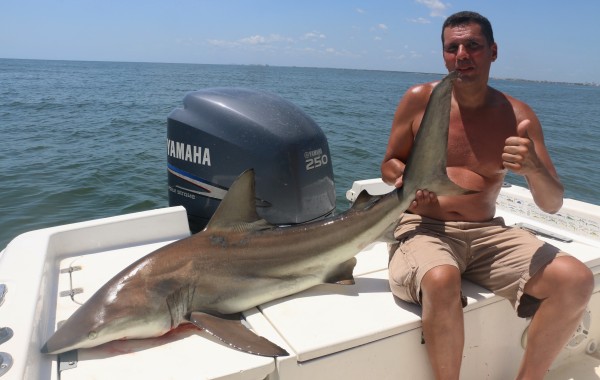 A solid 6 foot Black Tip Shark on deck