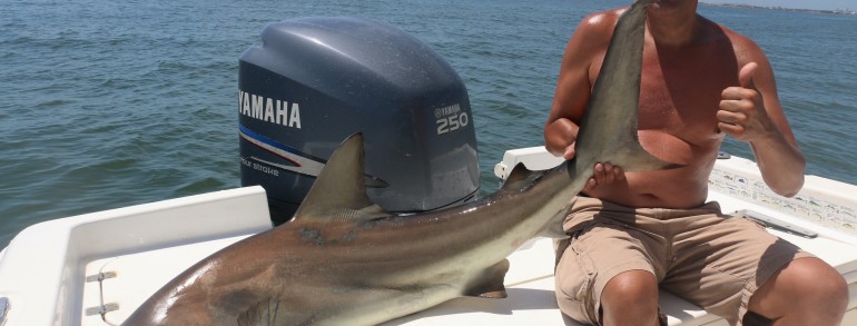 A solid 6 foot Black Tip Shark on deck