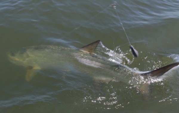 Little action shot of a large Tarpon boat side
